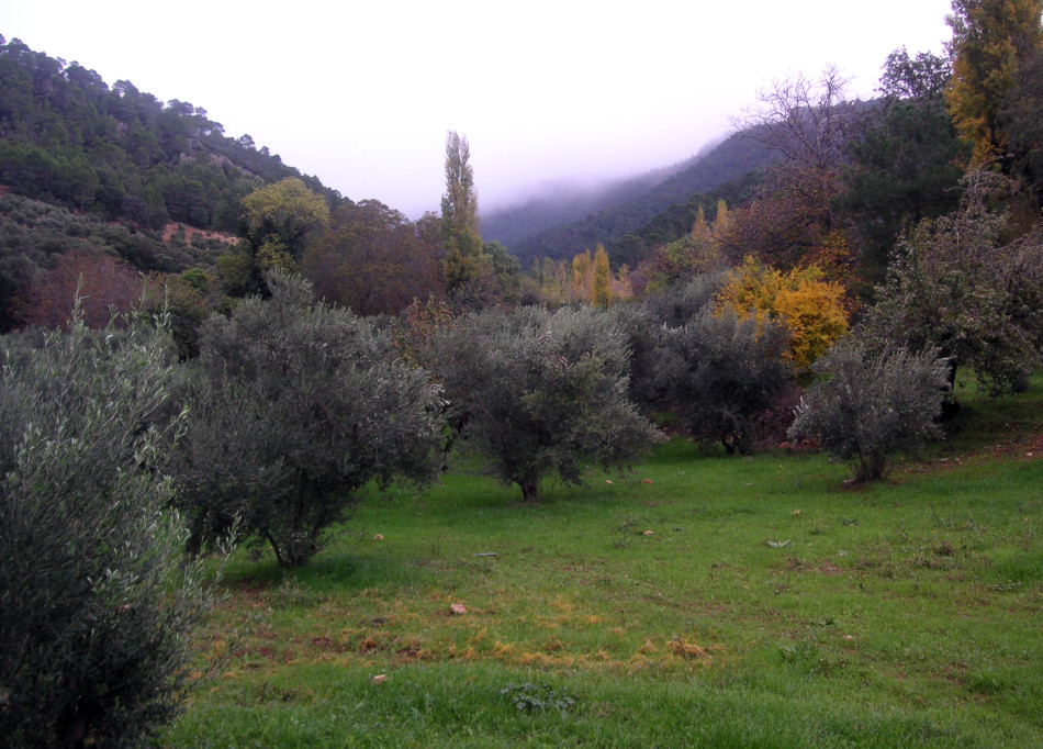 Ruta Bienservida-Avellanares-Nacimiento 3