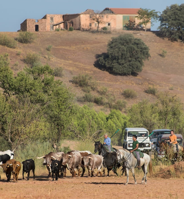 Encierros por el campo