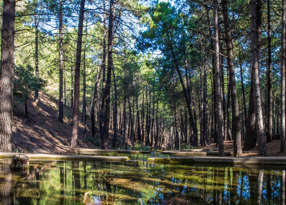 el nacimiento bienservida 1
